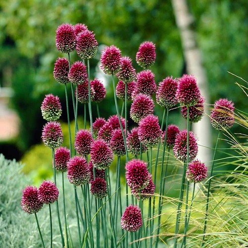 Allium sphaerocephalon-PRE ORDINE PER LA CONSEGNA SETTEMBRE
