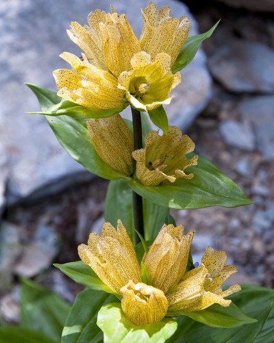 30+ Samen Tüpfel-Enzian winterhart- Gentiana punctata seeds Selten