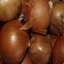 Everwilde Farms Mylar Seed Packet 500 Yellow Sweet Spanish Onion Seeds