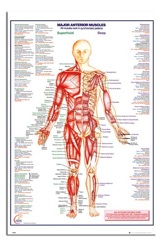 Human Body Major Anterior Muscles Poster New Maxi Size 36 x 24 Inch