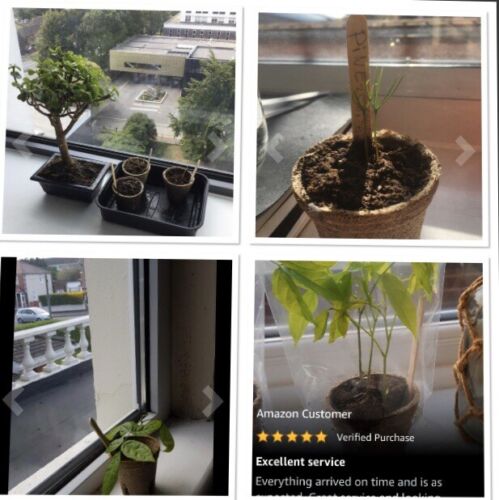 Kit de semilla de gran Idea de Regalo. Kit De Árbol Bonsai crecer su propio árboles bonsái de las semillas 