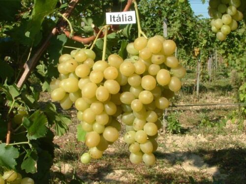40 grape seeds Tasty grape Italia From Moldova,