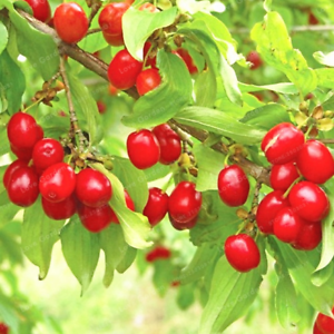 10 Pcs Seeds Cornelian Cherry Bonsai Cornus Dogwood Fruit Sweet Plants Garden Y 