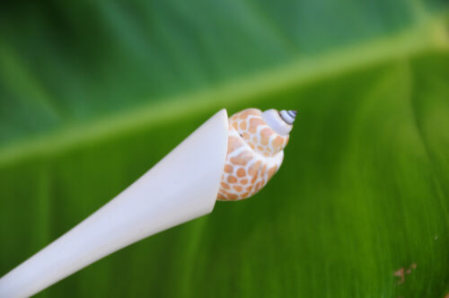 Handmade resin HAIR JEWELRY PIN STICK PICK spotted sea SHELL in WHITE resin new 