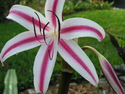 CHOICE blooming-size bulb large Stars & Stripes Crinum Lily 