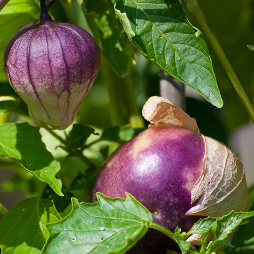 Purple Tomatillo SEE OUR STORE! PERFECT for COOKING 20 seeds Combined S/H 