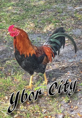 Ybor City Rooster 3.25"x2.25" Collectibles Travel Fridge Magnet PMD10013 