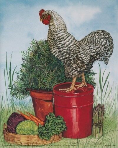 Wall Decor Barred Plymouth Rock Rooster Chicken Art Print Poster 16x20 