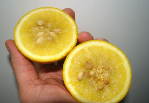 6x Hardy Lemon Fioritura Arbusto PIANTINE Poncirus Trifoliata Arancio Amaro IMPIANTO