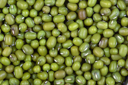 250 plus seeds vigna radiata Mung Bean 
