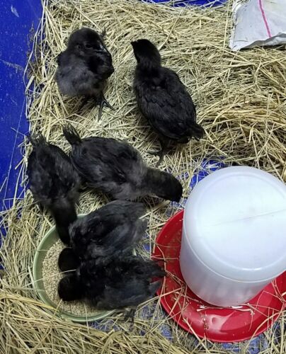 6 Rare Swedish Black Hen Fertile Hatching Eggs Rare Breed Exotic Unique Chicken