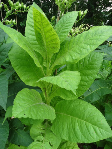 African Red Tobacco HIGH NICOTINE Bright Leaf Variety 500 seeds 0.05gram 