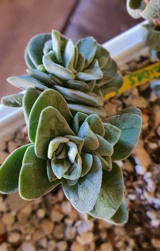 Crassula Coralita x 2 cactus suculentas sukkulents succulents cacti kakteen