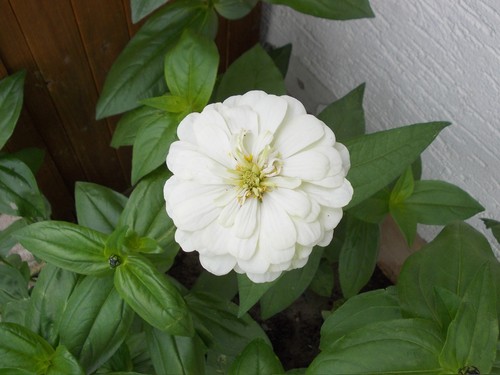 Poinsettia-polar bear-Blanc poinsettia 25 Graines-zinnia elegans