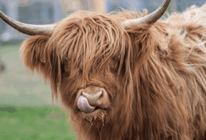 Cow Close Up Colourful Animal wall art printed on canvas 22” X 16” solid frame