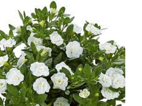 6 X Arrière Petunia Calibrachoa Millions Bells DOUBLE MIX B PLUG plantes