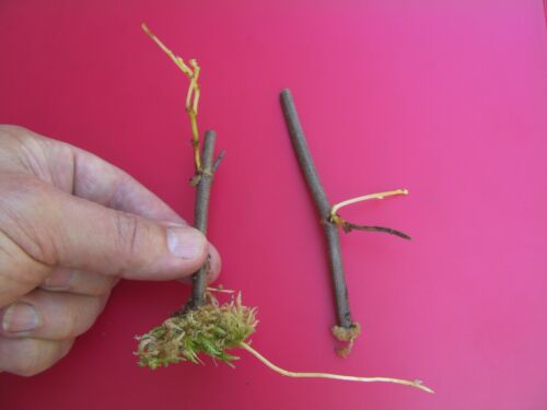 Details about   20 thin cuttings of organic Black Noble Muscadine Grape vine 