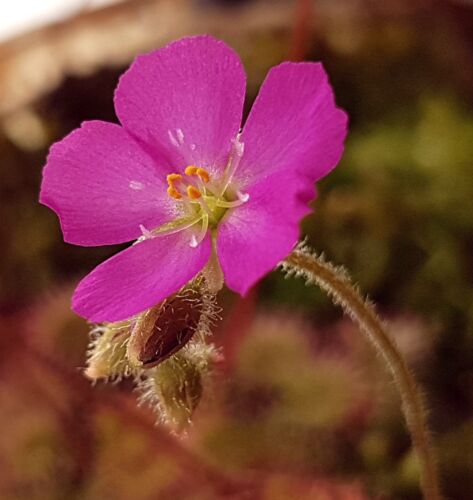 PrCo Drosera brevifolia Pink Flower 30 Seeds