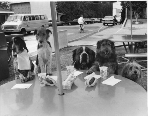 Vintage 1970s Black /& White Photo Funny Dogs Sitting Down To Eat Hot Dogs #45