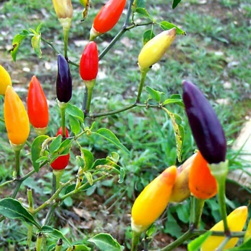 Pflanzen, Sämereien & Blumenzwiebeln für salzhaltigen Boden und tropisches Klima