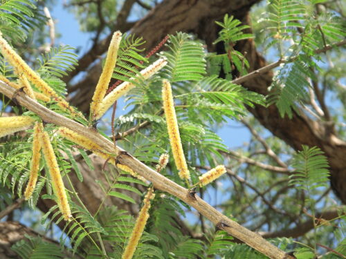 Acacia catechu CUTCH TREE Exotic SEEDS! 