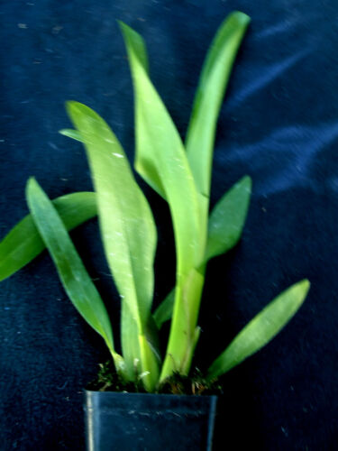 orchid plant Bllra Tahoma Glacier /'Ithan/'