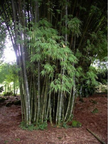 10 Fresh seeds-RARE waya Bambou/mai chanté Bambou DENDROCALAMUS MEMBRANACEUS 