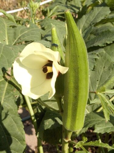 Okra Clemson Spineless Vegetable Seeds Heirloom select QTY