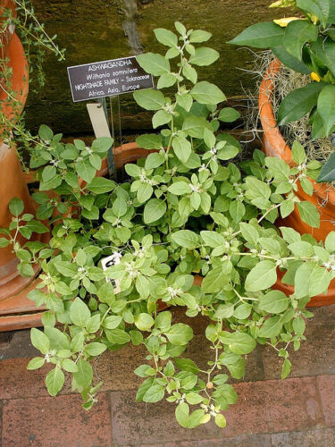 100 Ashwagandha Seeds Indi Ginseng Organic Withania somnifera 