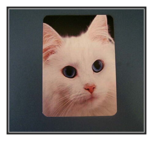 WHITE KITTEN WITH BLUE EYES REFRIGERATOR MAGNET NOT EASY BEING THIS BEAUTIFUL