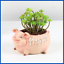 Mini Pig Ornament Garden Plant Pot Flowerpot Desktop Car Home Office Decoration 