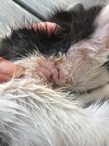 SPONSOR POPCORN A WOUNDED KITTEN VET CARE RESCUE CAT RECEIVE COLOR PHOTO 