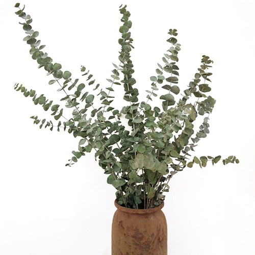 10Pcs Dried Nature Eucalyptus Branches Leaves Flower Arrangement Decor