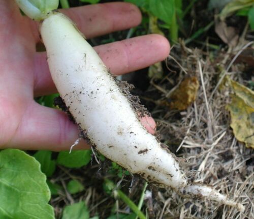 Fresh Seeds FOR Your Garden White Icicle Radish Seeds Heirloom NON GMO 