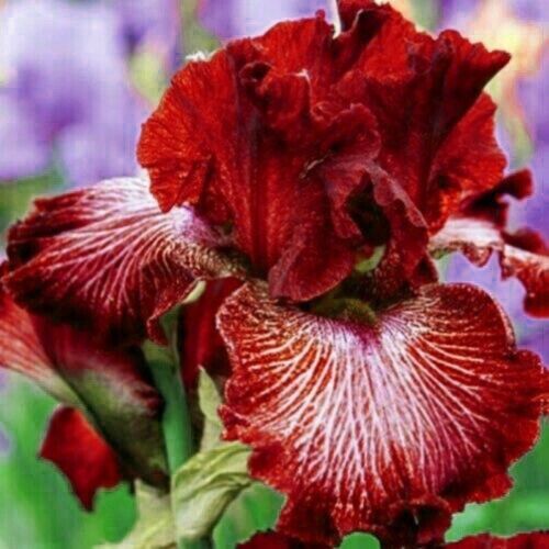Iris 2 Bulbs Bonsai Perennial Resistant Flowers Bearded Garden Stunning Plants 