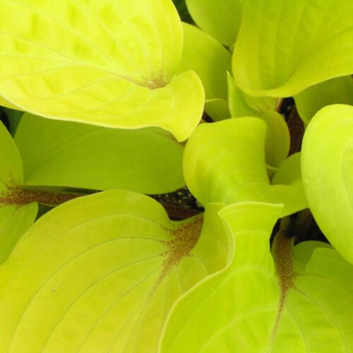 hosta FIRE ISLAND small red yellow disease-free 2.5" pot = 1 Cut Potted Plant 