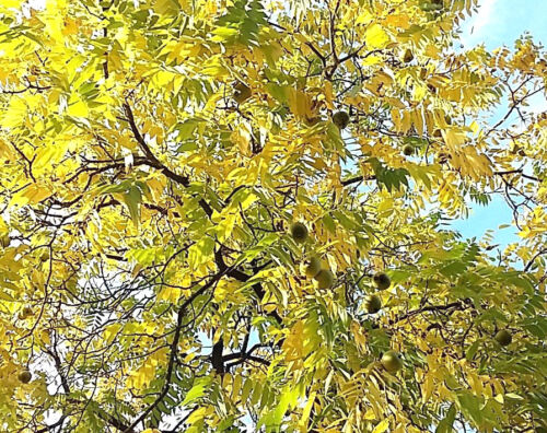 Juglans Nigra Hardy Frucht- Wildtiere Dünger Schwarz Walnuss Baum Pflanze