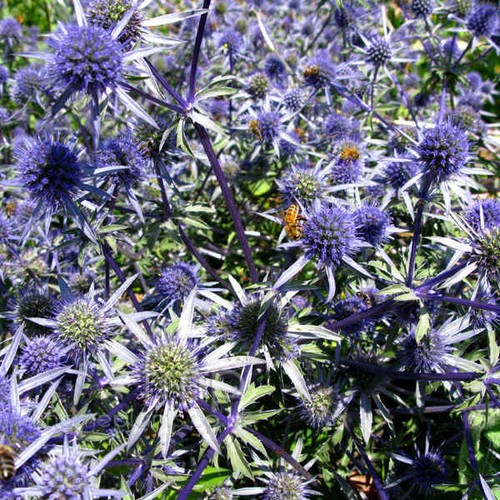 Hardy Perennial - 15 Seeds Blue Cap Sea Holly Eryngium Planum /'Blaukappe
