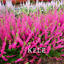 100 PCS Seeds Scotch Heather Ground Cover Plants Calluna Vulgaris Home Flowers N