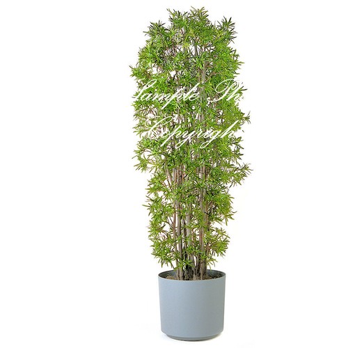 Podocarpus gracilior Afrocarpus Seeds Fern Pine tropical evergreen tree Easy