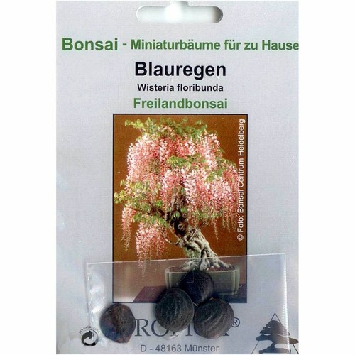 Blue Rain Bonsai 4 Seeds from Wisteria Floribunda 90004