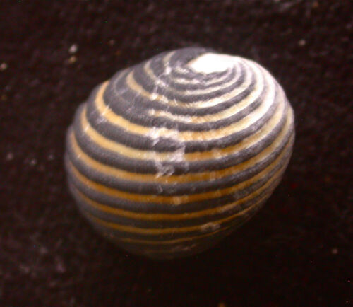 seashell Nerita costata 17-18mm F++ w//operc
