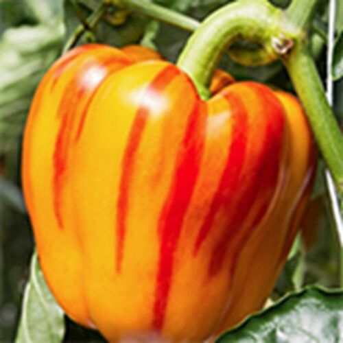 Shepherd Bells Twister Seeds for SIX DIFFERENT SWEET PEPPERS Striped Holland
