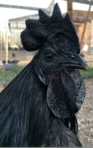 3 Rare Swedish Black Hen Fertile Hatching Eggs Rare Breed Exotic Unique Chicken