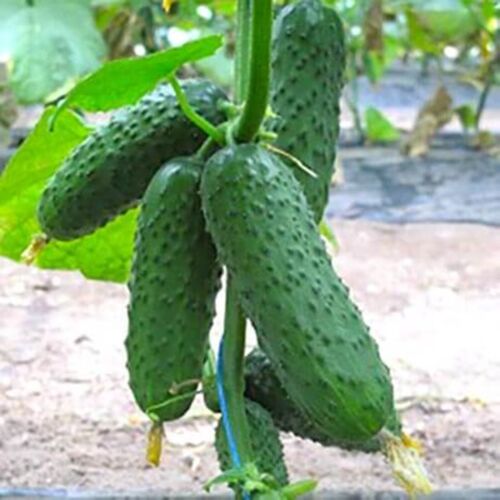 NON GMO Hybrid Cucumber Polonaise F1 Vegetable Seeds 