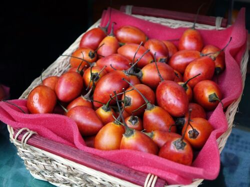 100 Tamarillo Tomatenbaum Samen Solanum betaceum Tomaten seeds Qualität