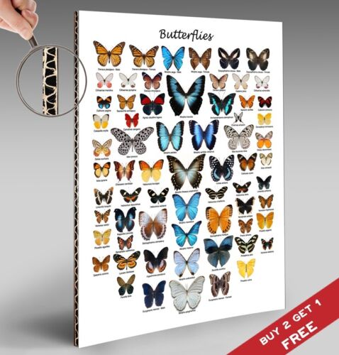 BRITISH BUTTERFLIES CHART POSTER 30x21cm Great Educational Gift Home Wall Decor