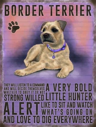 DOGS BORDER TERRIER Colourful Metal Dangler Mini Hanging Sign