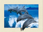 3D BLACK FRAMED 4 DOLPHINS LEAPING 5D PICTURE 465mm x 365mm