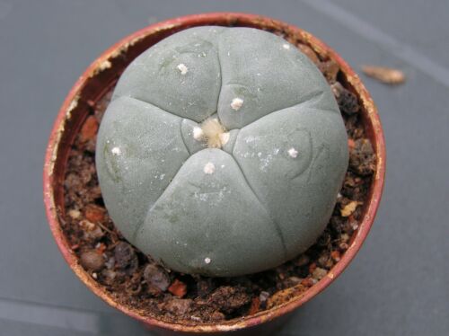 Ariocarpus L will X10 Cactus Seeds "singlehead" 